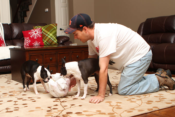 Miley and Howie Boston Terrier Christmas