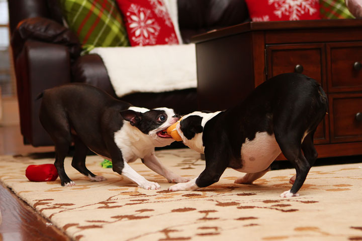 Miley and Howie Boston Terrier Christmas