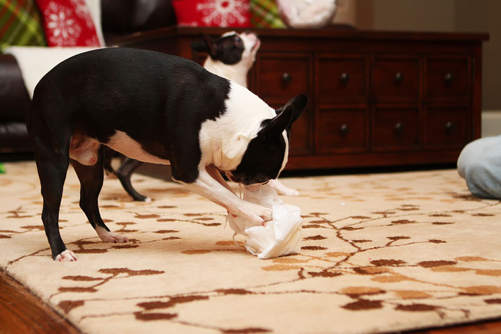 Miley and Howie Boston Terrier Christmas