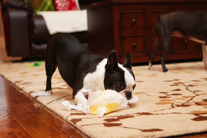 Miley and Howie Boston Terrier Christmas