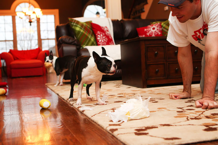 Miley and Howie Boston Terrier Christmas