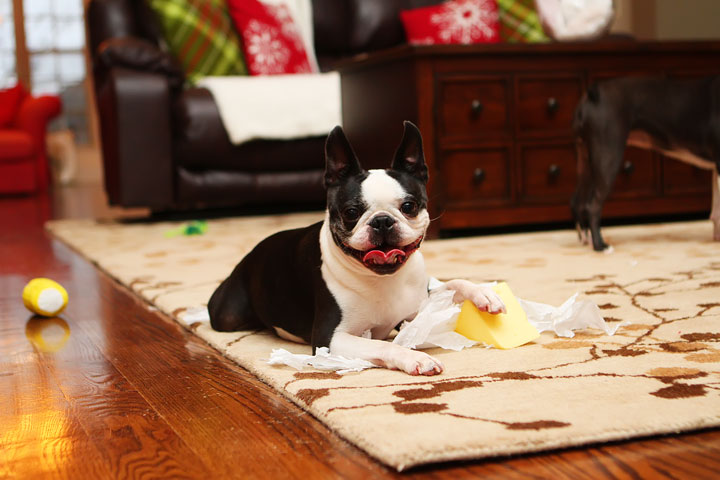 Miley and Howie Boston Terrier Christmas