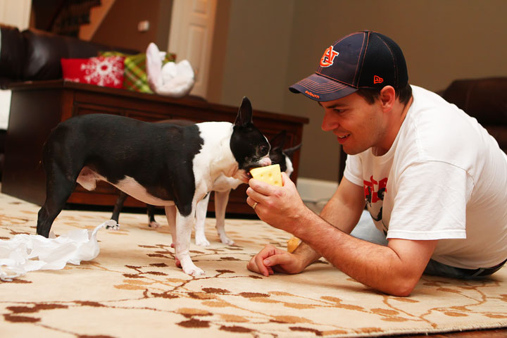 Miley and Howie Boston Terrier Christmas