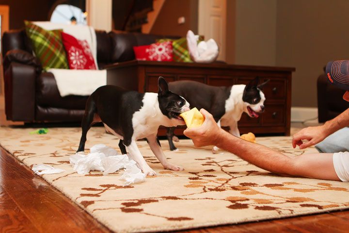 Miley and Howie Boston Terrier Christmas