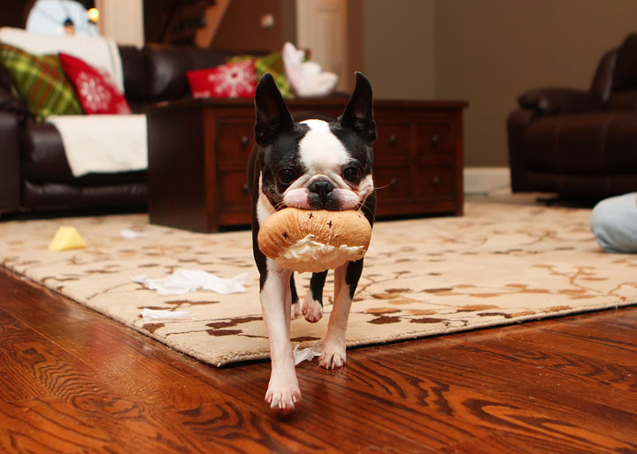 Miley and Howie Boston Terrier Christmas