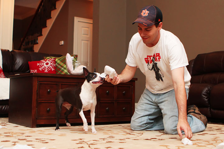 Miley and Howie Boston Terrier Christmas