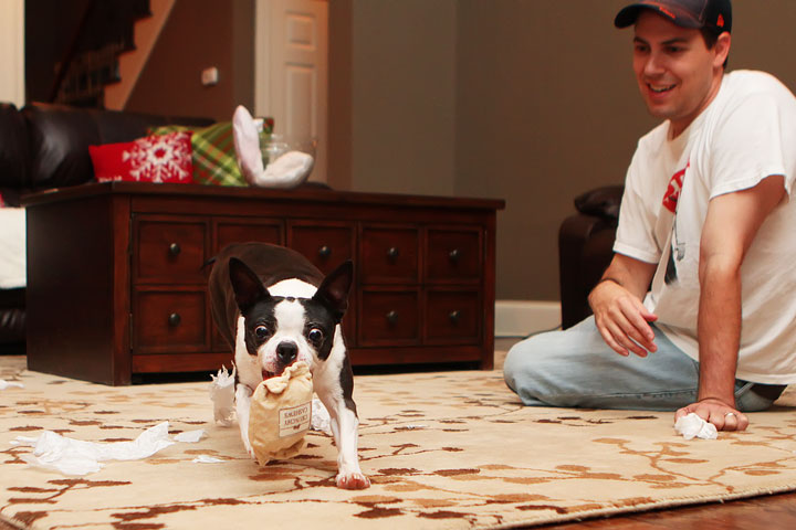 Miley and Howie Boston Terrier Christmas