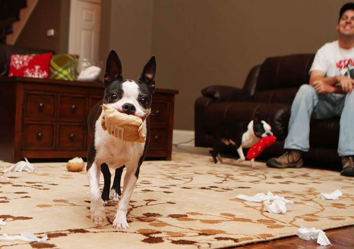 Miley and Howie Boston Terrier Christmas