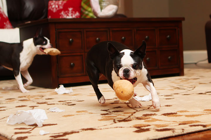 Miley and Howie Boston Terrier Christmas