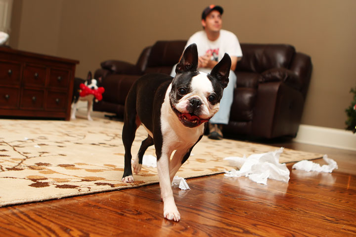 Miley and Howie Boston Terrier Christmas