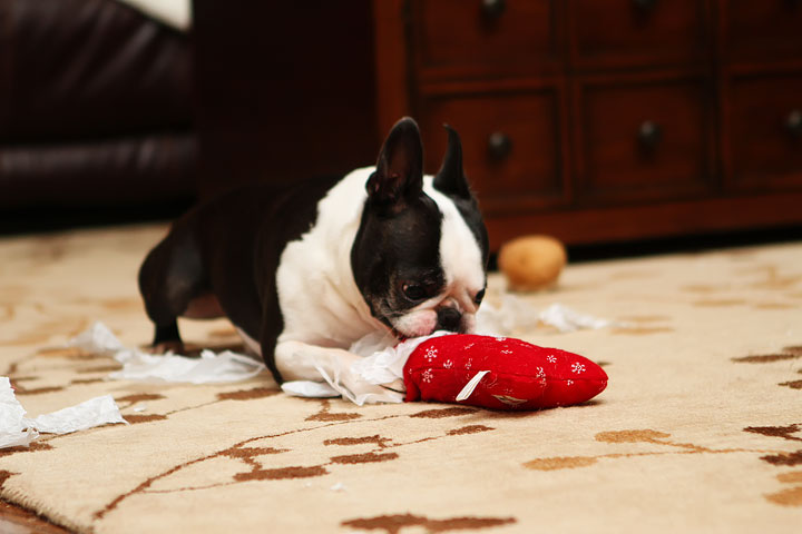 Miley and Howie Boston Terrier Christmas