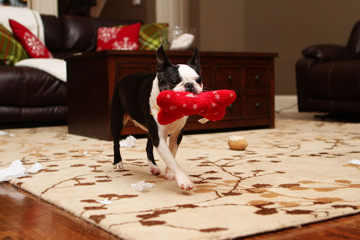 Miley and Howie Boston Terrier Christmas