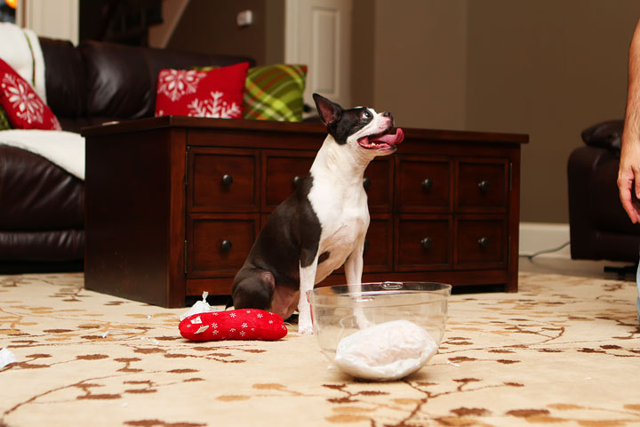 Miley and Howie Boston Terrier Christmas