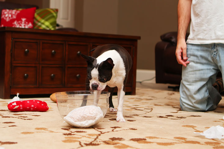 Miley and Howie Boston Terrier Christmas