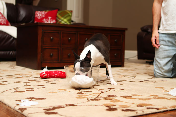 Miley and Howie Boston Terrier Christmas