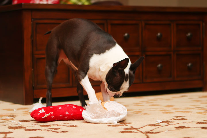 Miley and Howie Boston Terrier Christmas