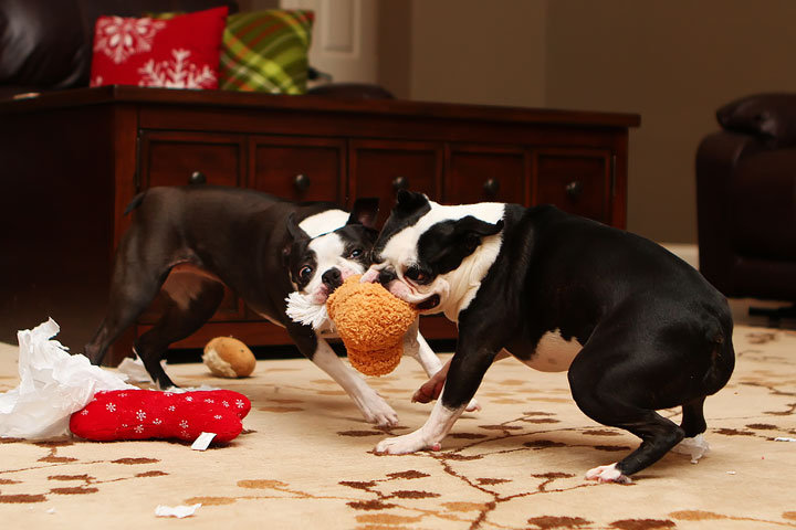 Miley and Howie Boston Terrier Christmas