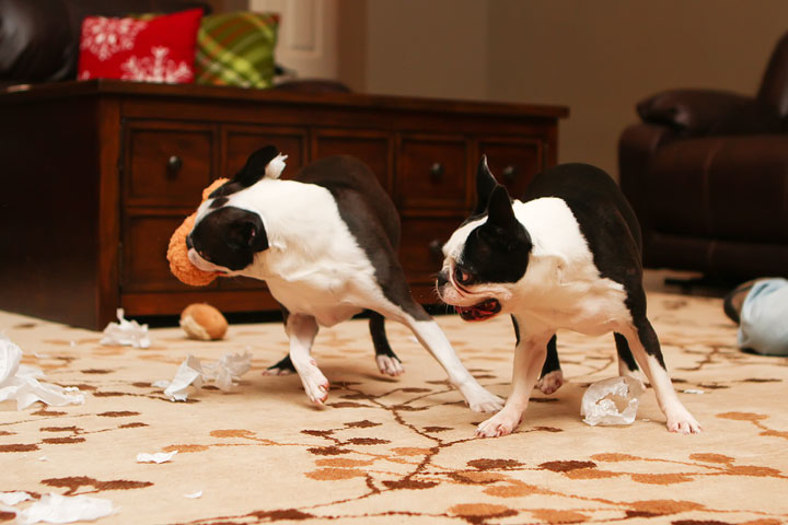 Miley and Howie Boston Terrier Christmas