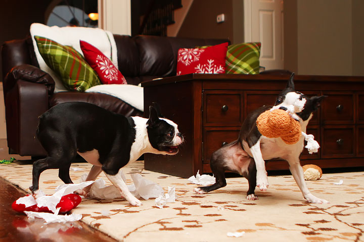 Miley and Howie Boston Terrier Christmas