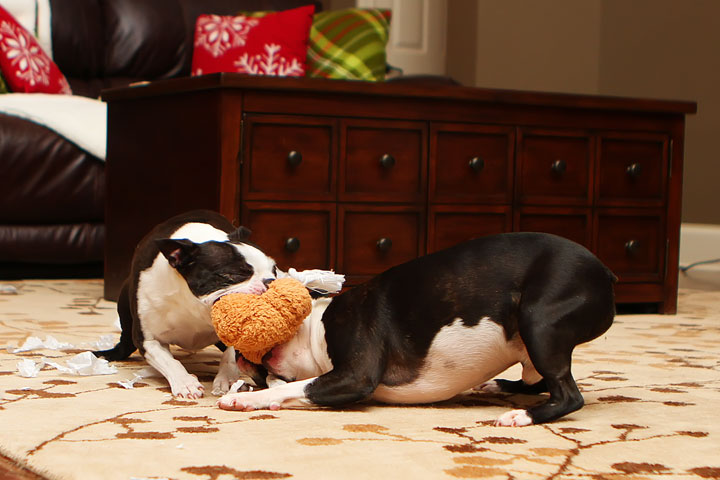 Miley and Howie Boston Terrier Christmas