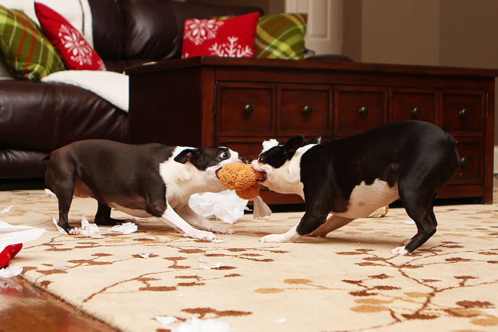 Miley and Howie Boston Terrier Christmas