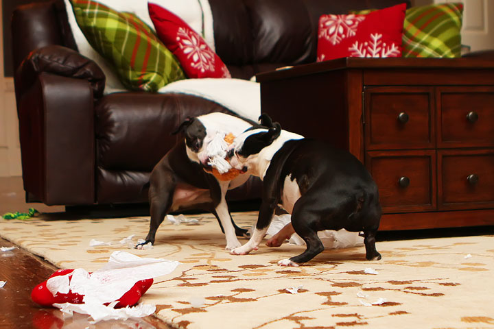 Miley and Howie Boston Terrier Christmas