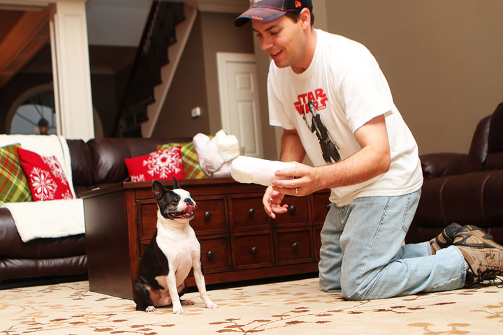 Miley and Howie Boston Terrier Christmas