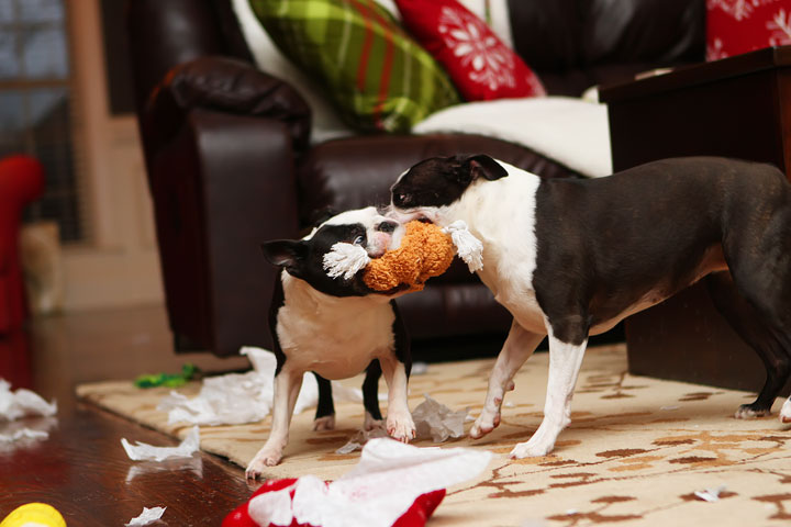 Miley and Howie Boston Terrier Christmas