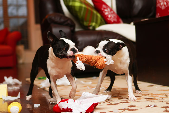 Miley and Howie Boston Terrier Christmas