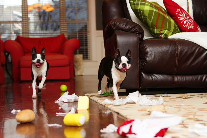 Miley and Howie Boston Terrier Christmas