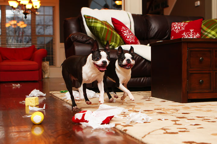 Miley and Howie Boston Terrier Christmas