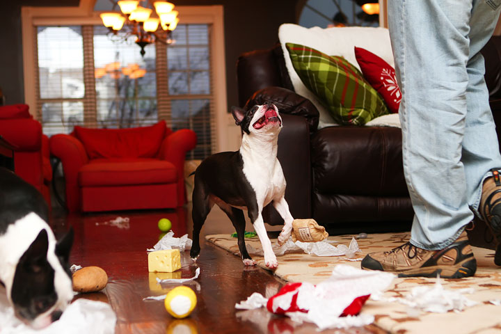 Miley and Howie Boston Terrier Christmas