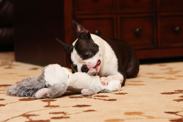 Miley and Howie Boston Terrier Christmas