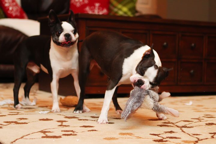 Image of Our Dogs Opening Christmas Gifts