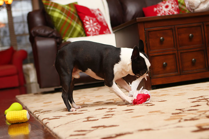 Miley and Howie Boston Terrier Christmas