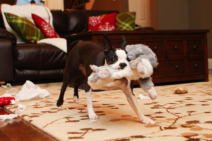 Miley and Howie Boston Terrier Christmas