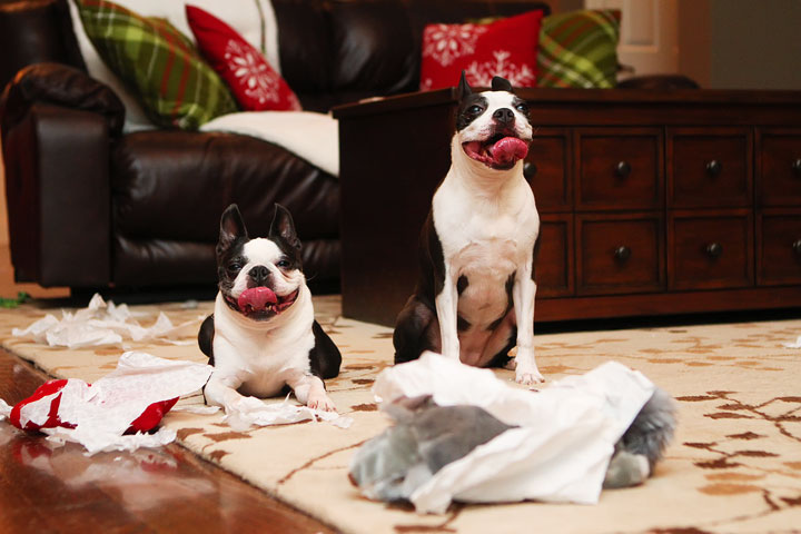 Miley and Howie Boston Terrier Christmas