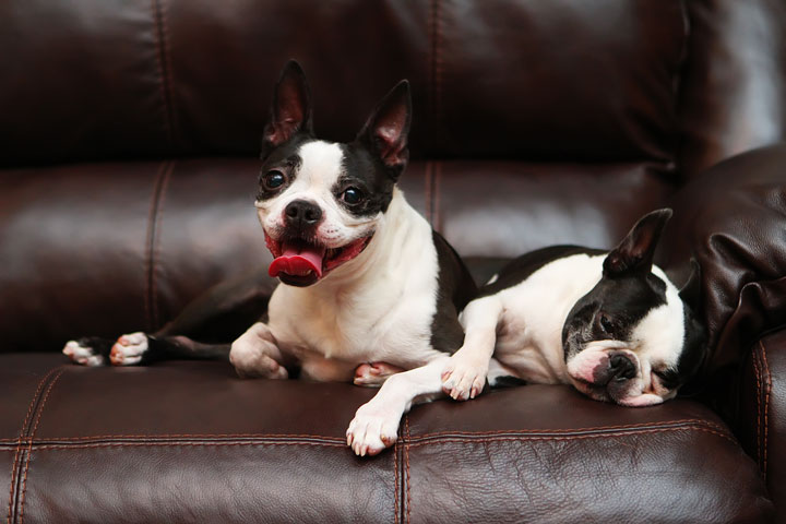 Miley and Howie Boston Terrier Christmas