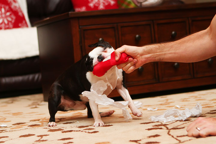 Miley and Howie Boston Terrier Christmas