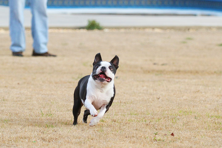 Boston Terrier Catches Frisbee