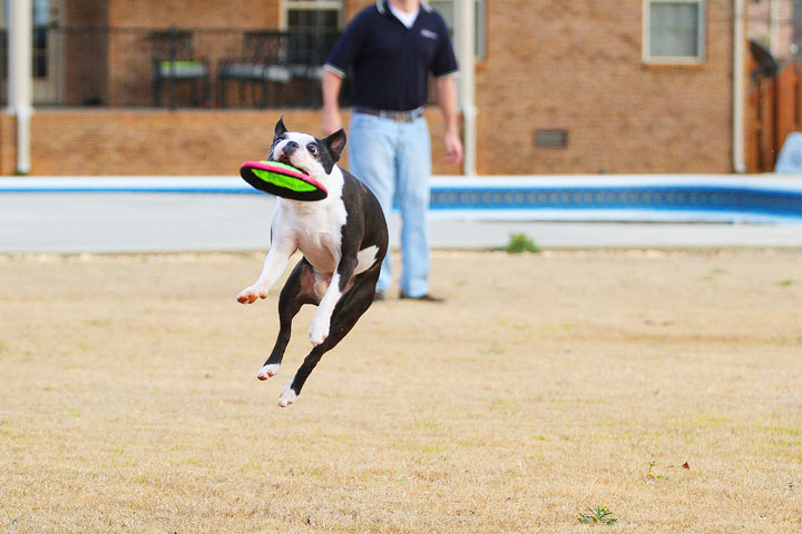 Boston Terrier Catches Frisbee