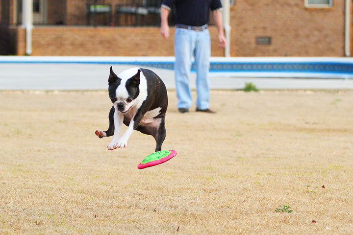 Boston Terrier Catches Frisbee