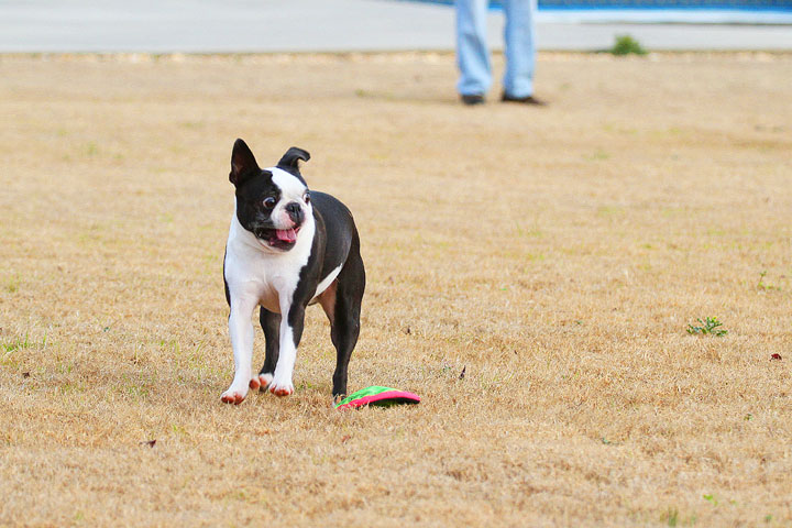 Boston Terrier Catches Frisbee