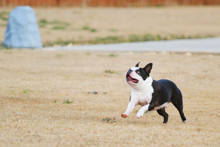 Boston Terrier Catches Frisbee