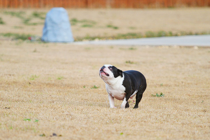 Boston Terrier Catches Frisbee