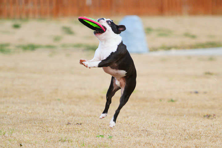 Boston Terrier Catches Frisbee