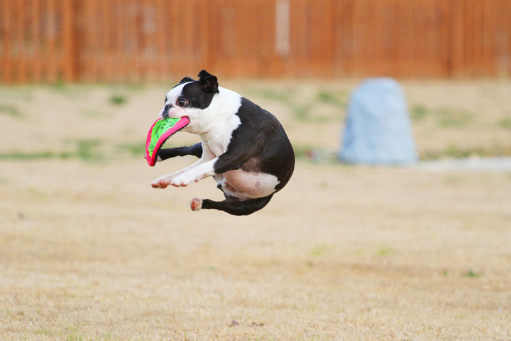 Boston Terrier Catches Frisbee