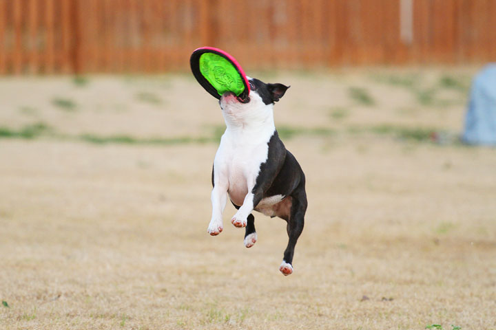 Boston Terrier Catches Frisbee