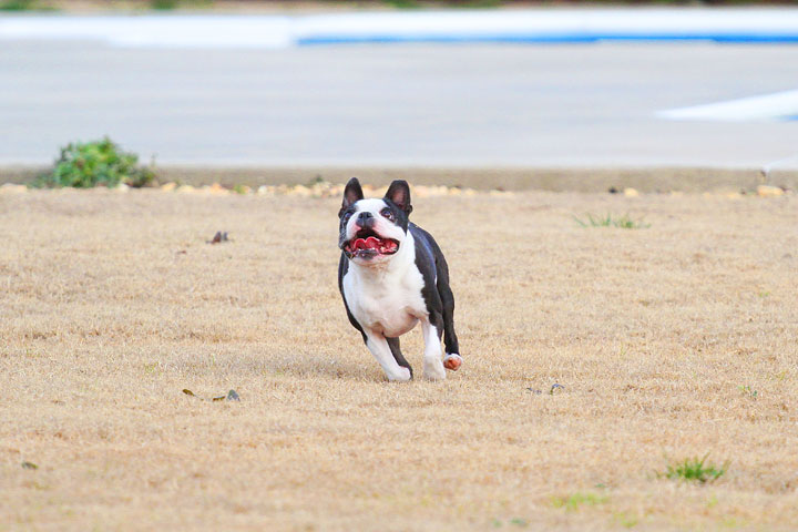 Boston Terrier Catches Frisbee