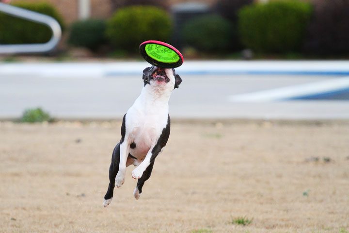Boston Terrier Fetching Frisbee